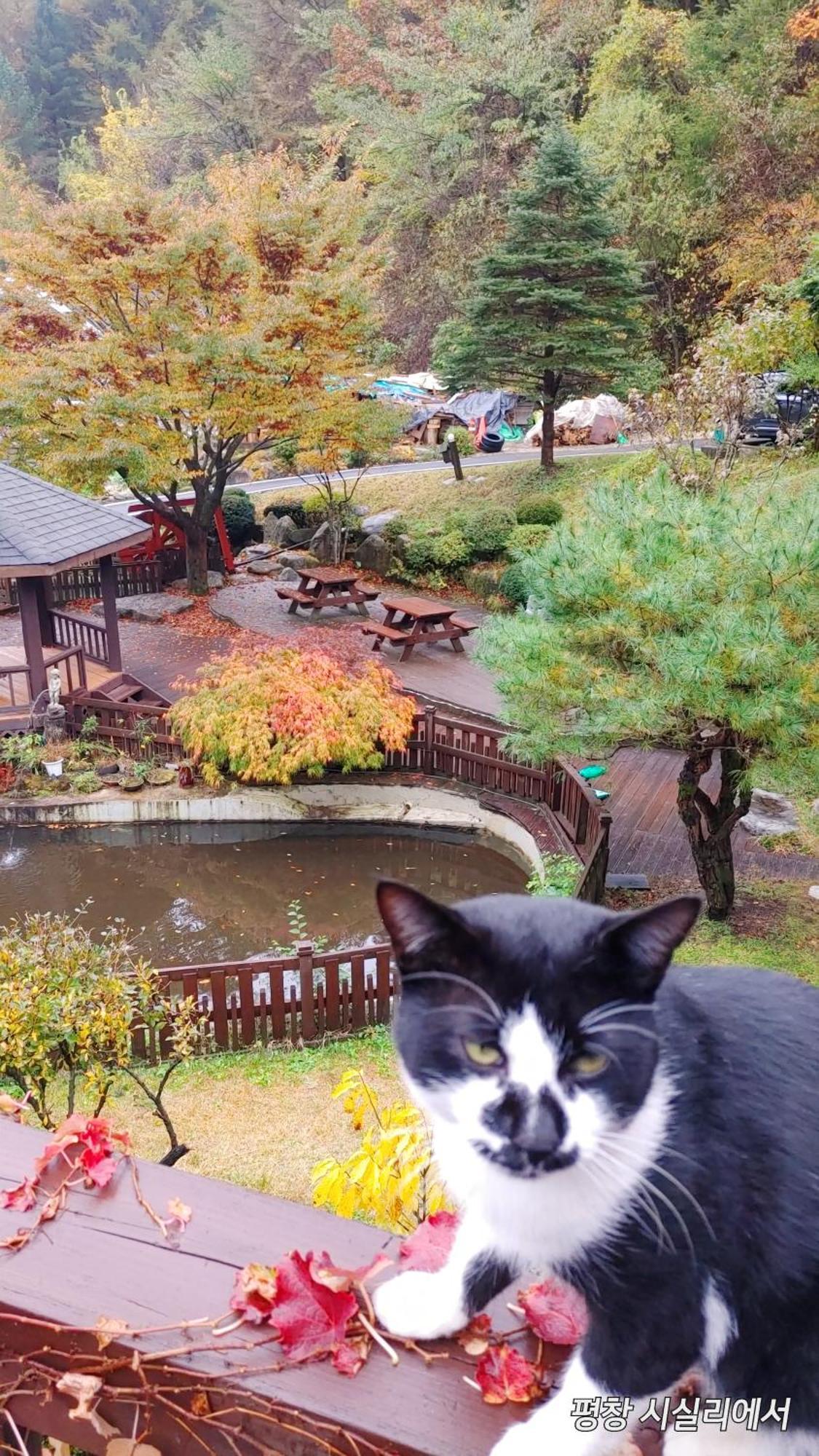 Sisilli Pension Pyeongchang Esterno foto
